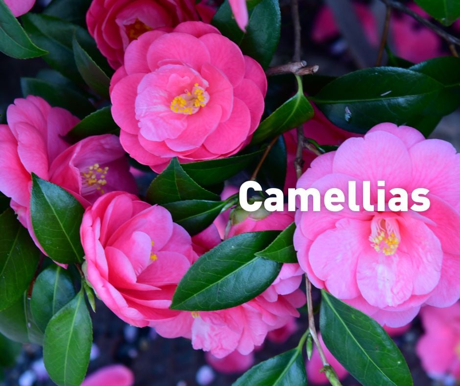 What flowers to plant in Winter?