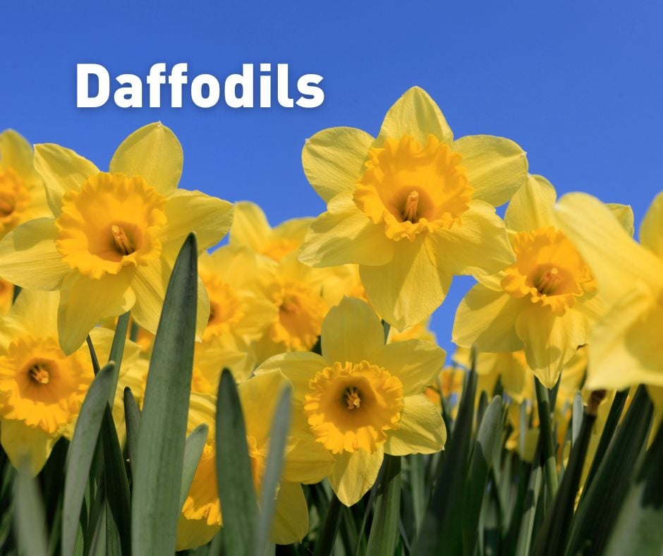 What flowers to plant in Winter?