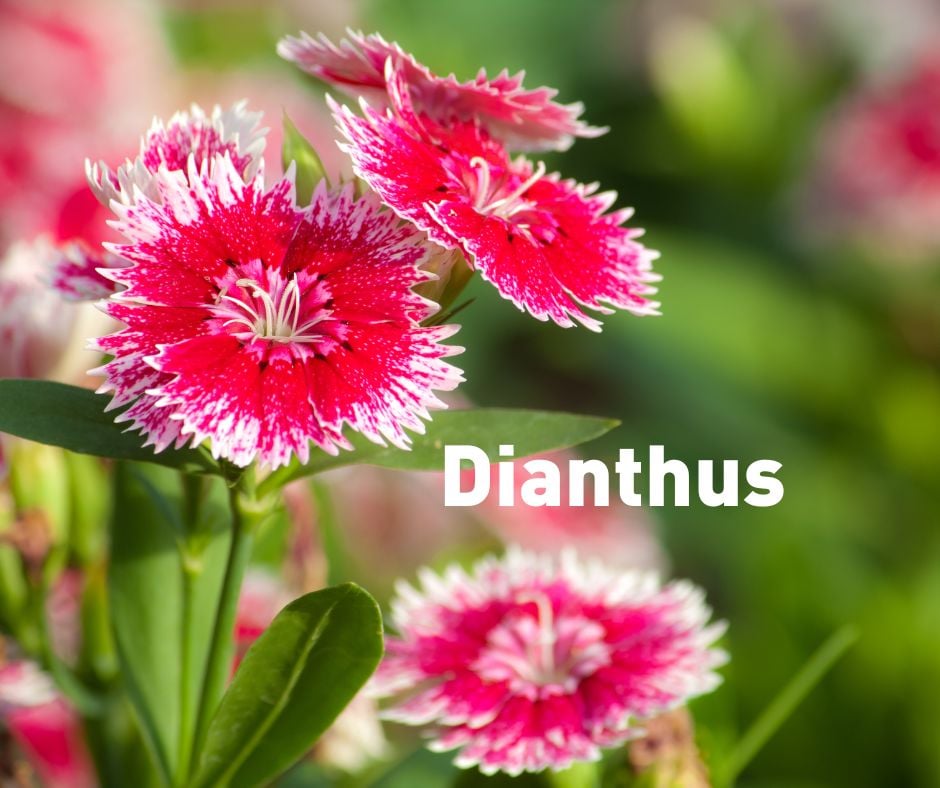 What flowers to plant in Winter?